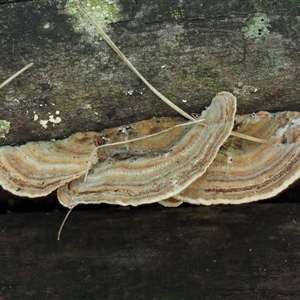 Trametes versicolor at Uriarra Village, ACT - 14 May 2024 11:07 AM