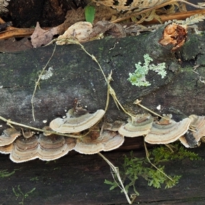 Trametes versicolor at Uriarra Village, ACT - 14 May 2024 11:07 AM