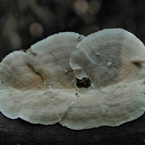 Trametes versicolor at Uriarra Village, ACT - 14 May 2024 11:07 AM