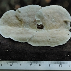 Trametes versicolor at Uriarra Village, ACT - 14 May 2024 11:07 AM