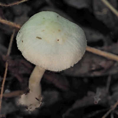 zz agaric (stem; gills white/cream) at Uriarra Village, ACT - 14 May 2024 by KenT