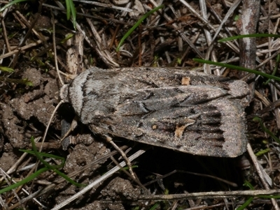 Proteuxoa oxygona (White-lined Noctuid) at Freshwater Creek, VIC - 15 Apr 2020 by WendyEM