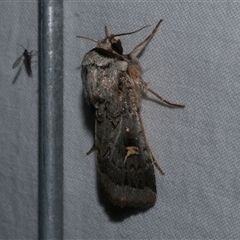 Proteuxoa oxygona (White-lined Noctuid) at Freshwater Creek, VIC - 15 Apr 2020 by WendyEM