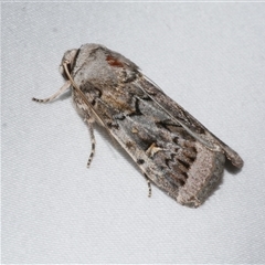 Proteuxoa oxygona (White-lined Noctuid) at Freshwater Creek, VIC - 15 Apr 2020 by WendyEM