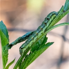 Helicoverpa punctigera (Native Budworm) at Penrose, NSW - 5 Dec 2024 by Aussiegall