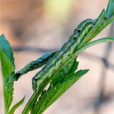 Helicoverpa punctigera (Native Budworm) at Penrose, NSW - 5 Dec 2024 by Aussiegall