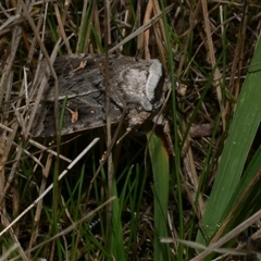 Proteuxoa oxygona (White-lined Noctuid) at Freshwater Creek, VIC - 15 Apr 2020 by WendyEM