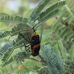 Scaptia (Scaptia) auriflua at Larbert, NSW by clarehoneydove