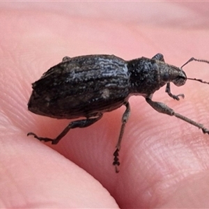 Unidentified Weevil (Curculionoidea) at Tarago, NSW by clarehoneydove