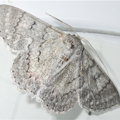 Crypsiphona ocultaria (Red-lined Looper Moth) at Stirling, ACT - 5 Dec 2024 by Harrisi