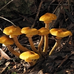 Armillaria luteobubalina (Australian Honey Fungus) at Uriarra Village, ACT - 13 May 2024 by KenT