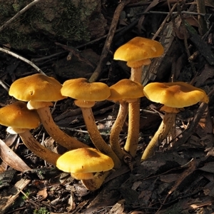 Armillaria luteobubalina at Uriarra Village, ACT - 13 May 2024