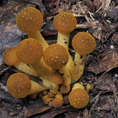 Armillaria luteobubalina at Uriarra Village, ACT - 13 May 2024 02:31 PM