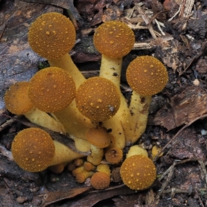 Armillaria luteobubalina at Uriarra Village, ACT - 13 May 2024