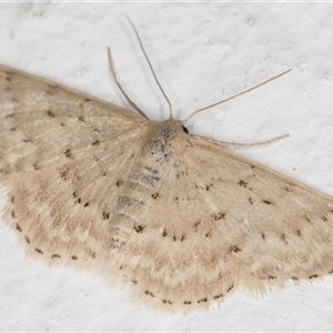 Idaea philocosma at Melba, ACT - 4 Dec 2024 10:16 PM