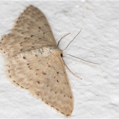 Idaea philocosma at Melba, ACT - 4 Dec 2024