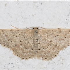 Idaea philocosma at Melba, ACT - 4 Dec 2024 10:16 PM