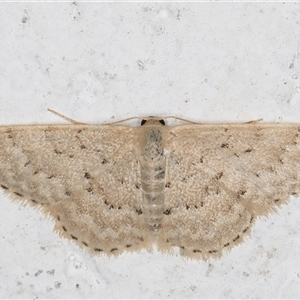 Idaea philocosma at Melba, ACT - 4 Dec 2024