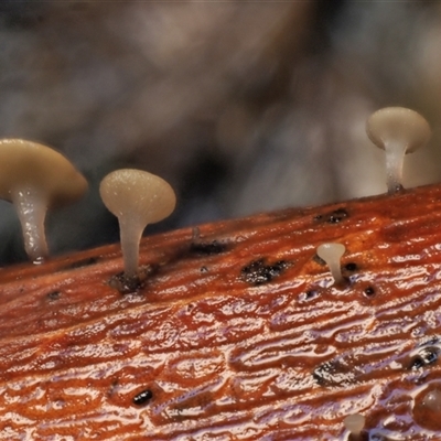 Hymenotorrendiella eucalypti at Uriarra Village, ACT - 13 May 2024 by KenT