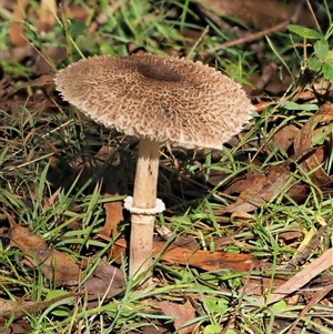 Macrolepiota clelandii at Uriarra Village, ACT - 13 May 2024