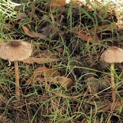 Macrolepiota clelandii at Uriarra Village, ACT - 13 May 2024