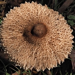 Macrolepiota clelandii at Uriarra Village, ACT - 13 May 2024