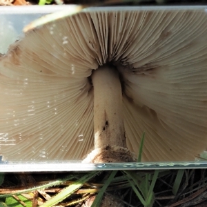 Macrolepiota clelandii at Uriarra Village, ACT - 13 May 2024