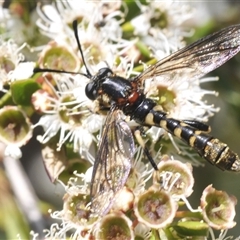 Diochlistus sp. (genus) (A Mydid Fly) at Jerrabomberra, NSW - 5 Dec 2024 by Harrisi