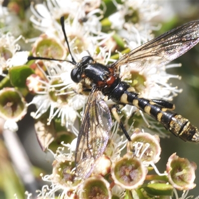 Diochlistus sp. (genus) (A Mydid Fly) at Jerrabomberra, NSW - 5 Dec 2024 by Harrisi