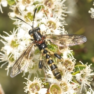 Diochlistus sp. (genus) at Jerrabomberra, NSW - 5 Dec 2024