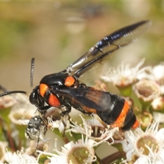 Pterygophorus cinctus at Jerrabomberra, NSW - 5 Dec 2024 by Harrisi