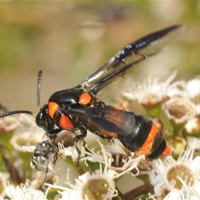 Pterygophorus cinctus at Jerrabomberra, NSW - 5 Dec 2024 by Harrisi