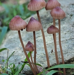 Mycena kuurkacea (Bleeding Mycena) at Uriarra Village, ACT - 13 May 2024 by KenT