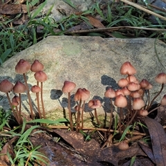 Mycena kuurkacea at Uriarra Village, ACT - 13 May 2024 11:26 AM