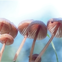 Mycena kuurkacea at Uriarra Village, ACT - 13 May 2024 11:26 AM