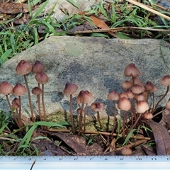 Mycena kuurkacea at Uriarra Village, ACT - 13 May 2024