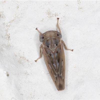 Idiocerini sp. (tribe) (A leafhopper) at Melba, ACT - 4 Dec 2024 by kasiaaus