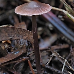 Mycena sp. (Mycena) at Uriarra Village, ACT - 13 May 2024 by KenT