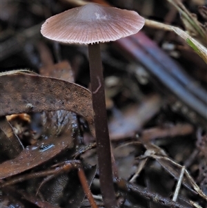 Mycena sp. at Uriarra Village, ACT - 13 May 2024 01:40 PM