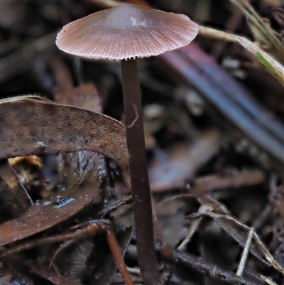 Mycena sp. (Mycena) at Uriarra Village, ACT - 13 May 2024 by KenT