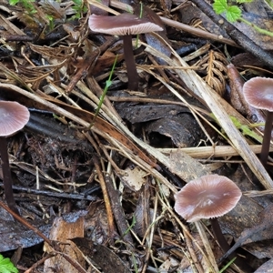 Mycena sp. at Uriarra Village, ACT - 13 May 2024 01:40 PM