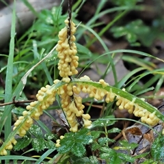 Myxomycete - past plasmodial stage at Uriarra Village, ACT - 13 May 2024