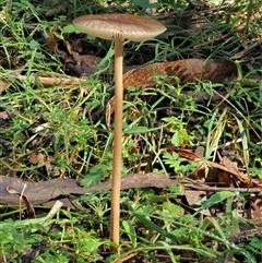 Oudemansiella gigaspora group (Rooting Shank) at Uriarra Village, ACT - 13 May 2024 by KenT