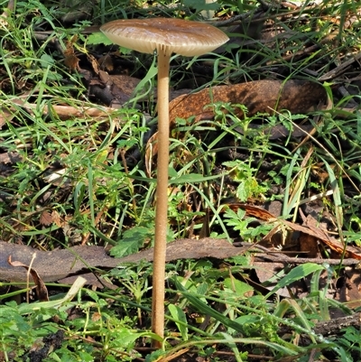 Oudemansiella gigaspora group (Rooting Shank) at Uriarra Village, ACT - 13 May 2024 by KenT