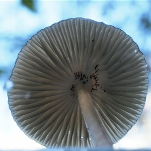 Oudemansiella gigaspora group at Uriarra Village, ACT - 13 May 2024