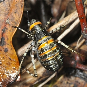 Acripeza reticulata at Uriarra Village, ACT - 6 Dec 2024