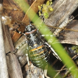 Acripeza reticulata at Uriarra Village, ACT - 6 Dec 2024