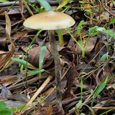 Psilocybe sp. (Psilocybe) at Uriarra Village, ACT - 13 May 2024 by KenT