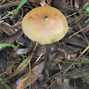 Psilocybe sp. at suppressed - 13 May 2024