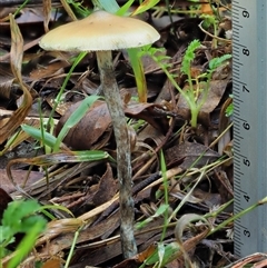 Psilocybe sp. at suppressed - 13 May 2024